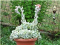 Echeveria runyonii